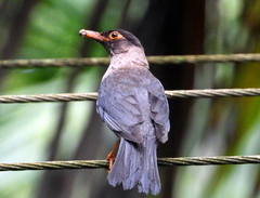 Turdus simillimus