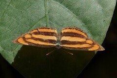 Pantoporia paraka