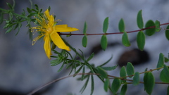 Hypericum nummularium