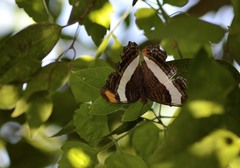 Adelpha fessonia