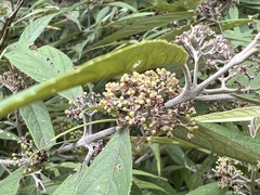 Callicarpa hypoleucophylla