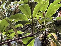 Pittosporum daphniphylloides