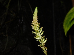Goodyera procera