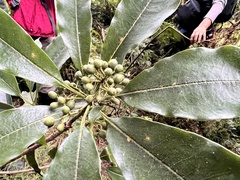 Pittosporum daphniphylloides