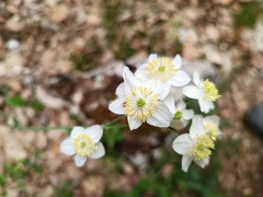 Thalictrum tuberosum