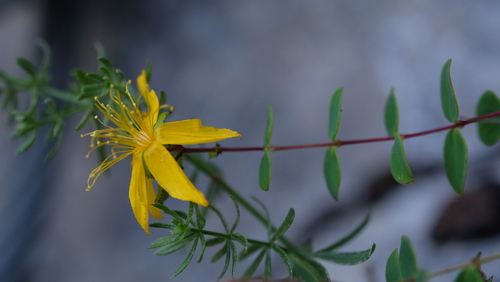 Hypericum nummularium (Hypericum nummularium)