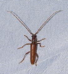 Aneflomorpha lineare