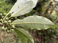 Pittosporum daphniphylloides