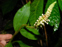 Goodyera procera
