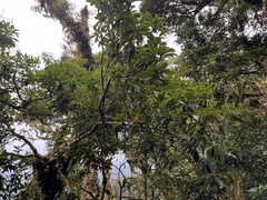 Pittosporum daphniphylloides