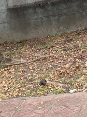 Acridotheres javanicus