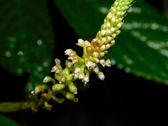 Goodyera procera