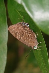 Arhopala athada