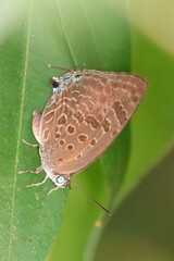Arhopala athada