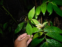 Goodyera procera