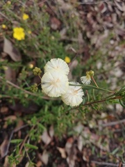 Acacia willdenowiana