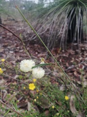 Acacia willdenowiana