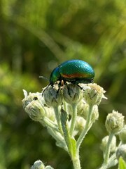 Chrysolina graminis