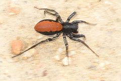 Castianeira occidens