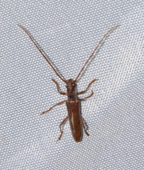 Aneflomorpha lineare