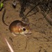 Gulf Coast Kangaroo Rat - Photo (c) Robby Deans, some rights reserved (CC BY-NC), uploaded by Robby Deans