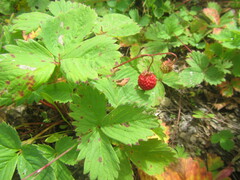 Fragaria orientalis
