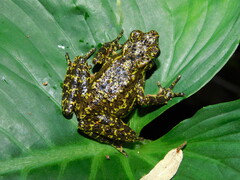 Leptophryne javanica