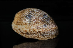 Bulla ampulla