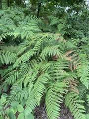 Pteridium tauricum