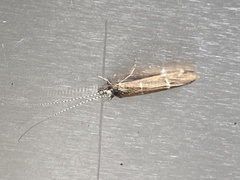 Athripsodes albifrons