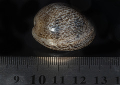 Bulla ampulla