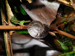 Dyakiidae