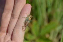 Diceroprocta delicata