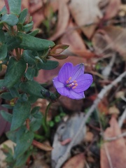 Chamaescilla corymbosa