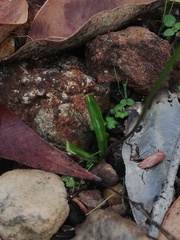 Chamaescilla corymbosa