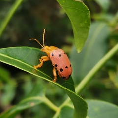 Podontia