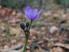 Chamaescilla corymbosa
