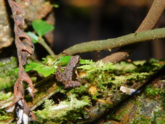 Leptophryne javanica