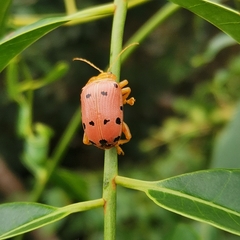 Podontia
