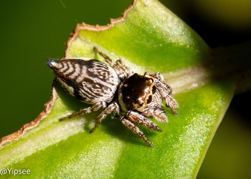 Ptocasius sakaerat