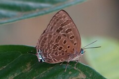 Arhopala athada