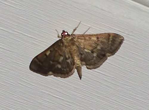 Serpentine Webworm Moth photo 6