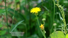 Sonchus brachyotus