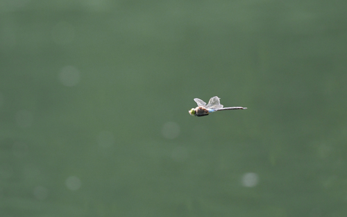 Lesser Emperor photo 5