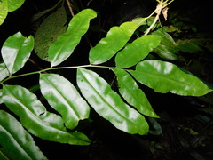 Coniogramme fraxinea