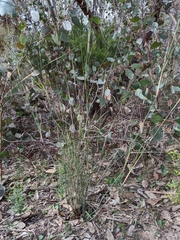 Austrostipa breviglumis