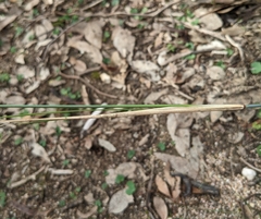 Austrostipa breviglumis