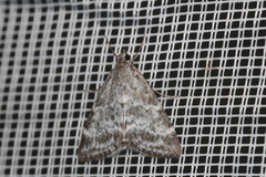 Evergestis sophialis