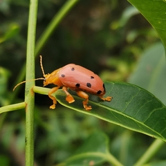 Podontia