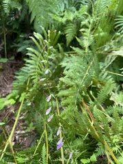 Campanula bononiensis